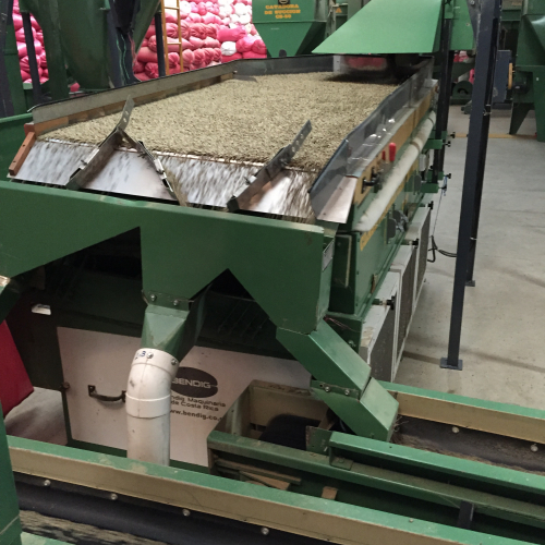 Sorting green coffee beans