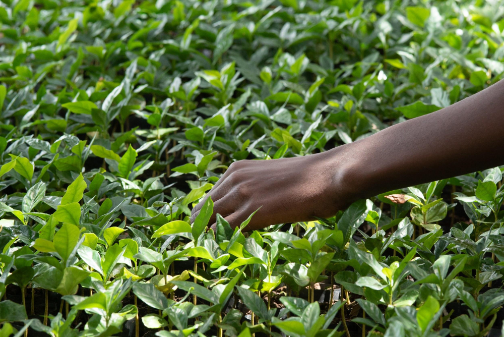 Coffee nursery
