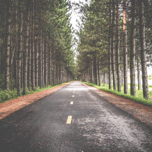 forest