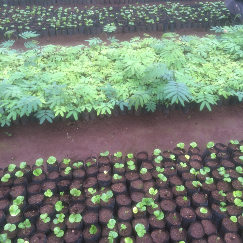 Coffee nursery in Tanzania