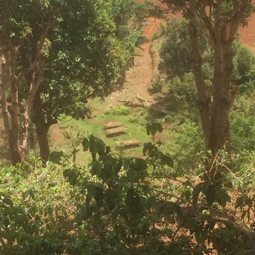 Coffee nursery in the forest