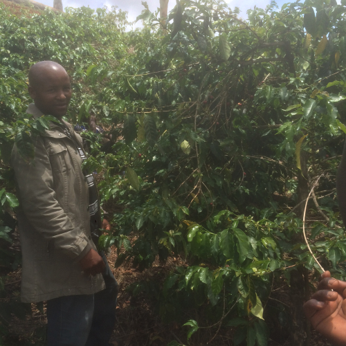 a proud farmer showing his coffee field