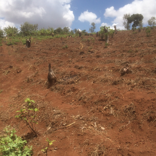 Deforestation in Tanzania
