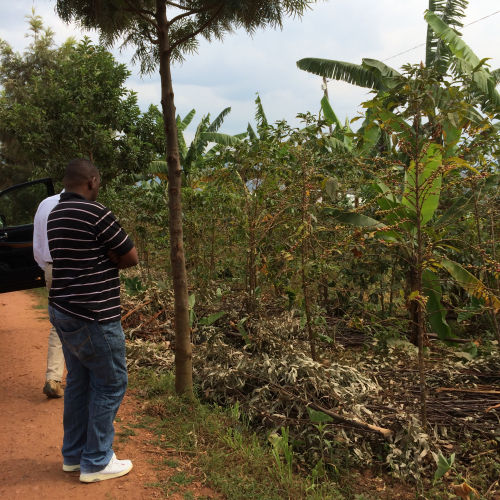 Visiting coffee fields in Rwanda