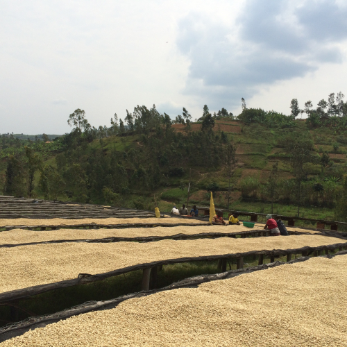 drying beds