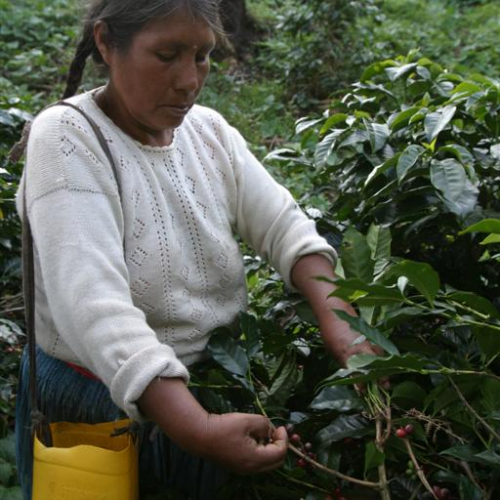 Harvesting coffee