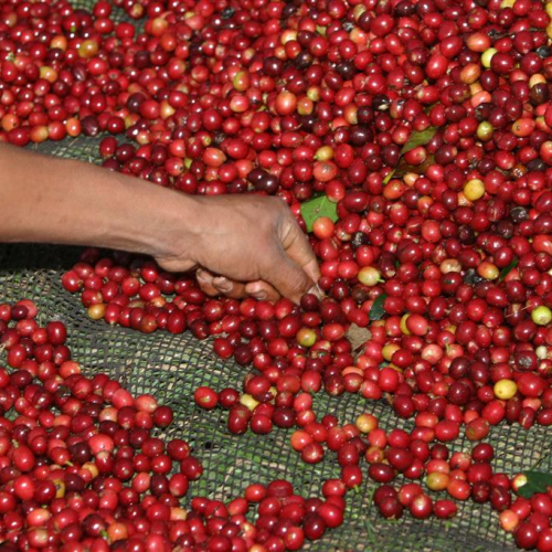 Handpicking coffee cherries