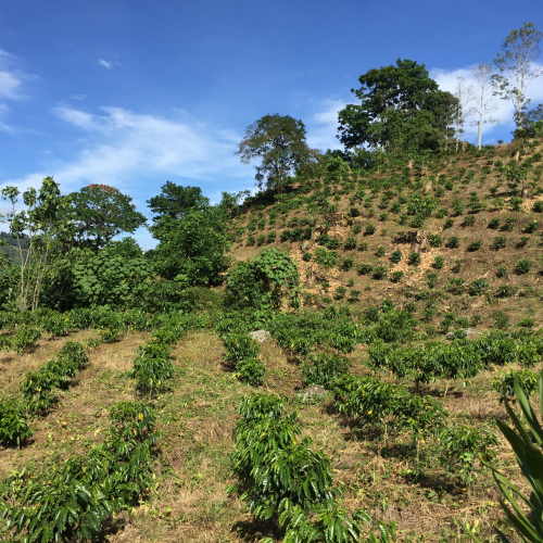 New coffee field