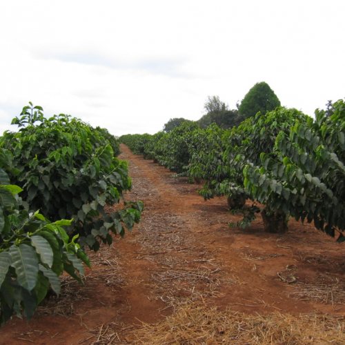 Coffee Fields