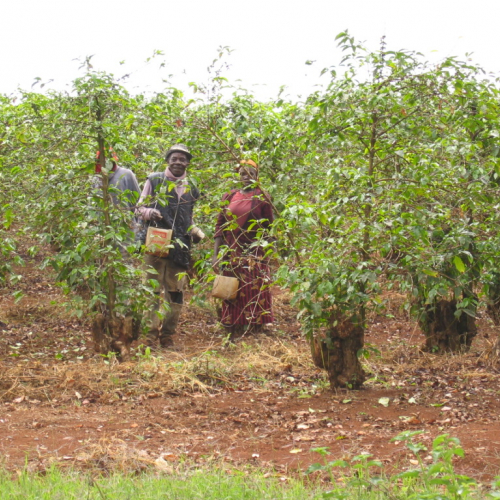 Coffee farmers in the field