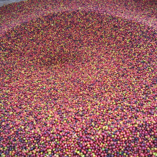 Coffee cherries