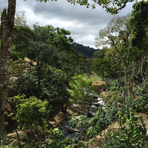 Nice coffee fields