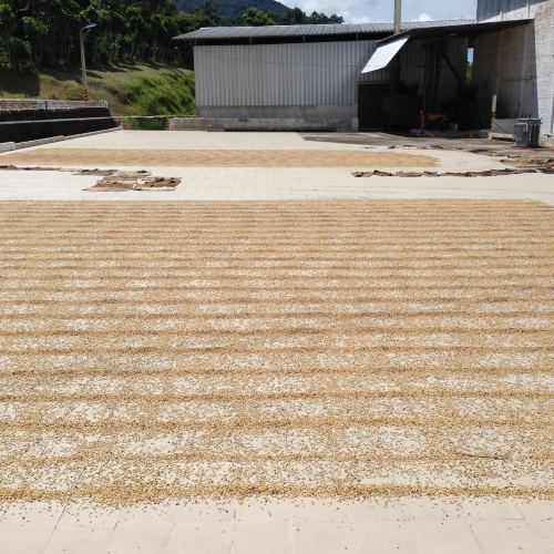 Natural Sun drying