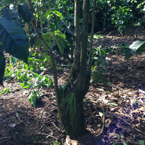 A coffee tree