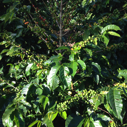 Close up of a coffee tree