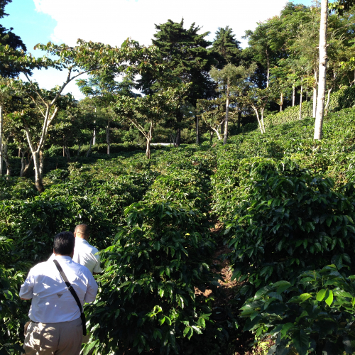 Lost in a coffee field