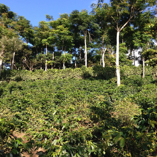 Coffee fields