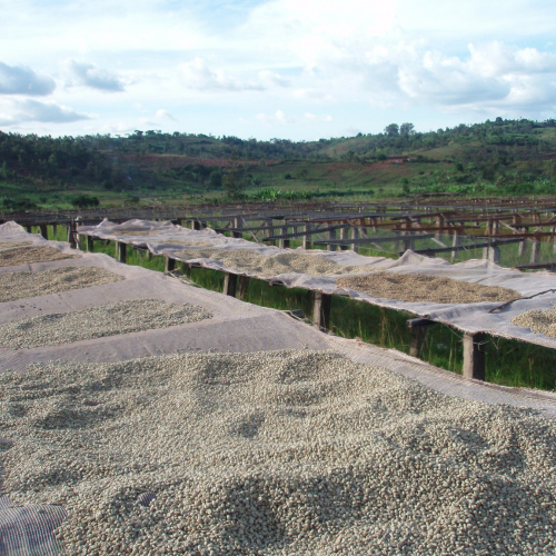 coffee drying in the sun