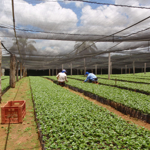 Coffee nurseries