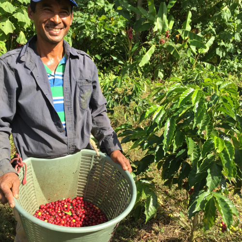 Harvesting coffee cherries