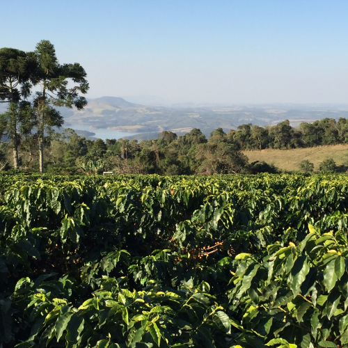 Coffee fields in Mogiana region -São Paulo