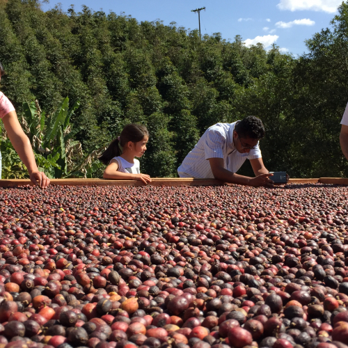 Inspecting the coffee cherries - Drying bed