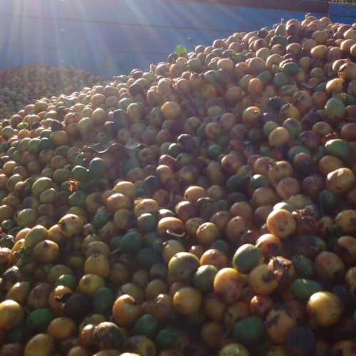 Harvesting coffee