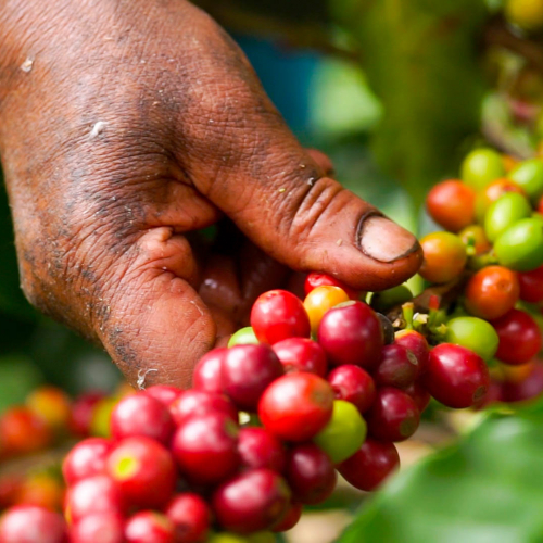 Coffee cherries on a tree