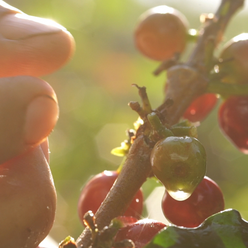 Harvesting coffee cherries