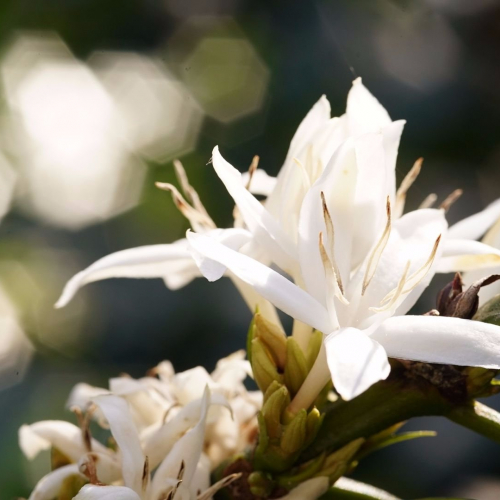 Coffee flowering