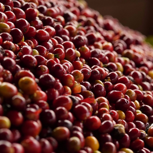 Coffee cherries