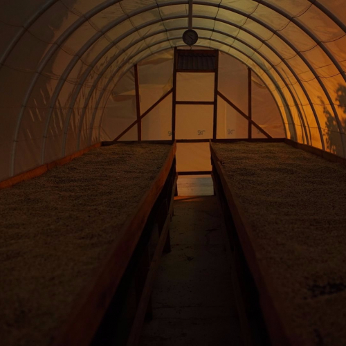 Drying coffee