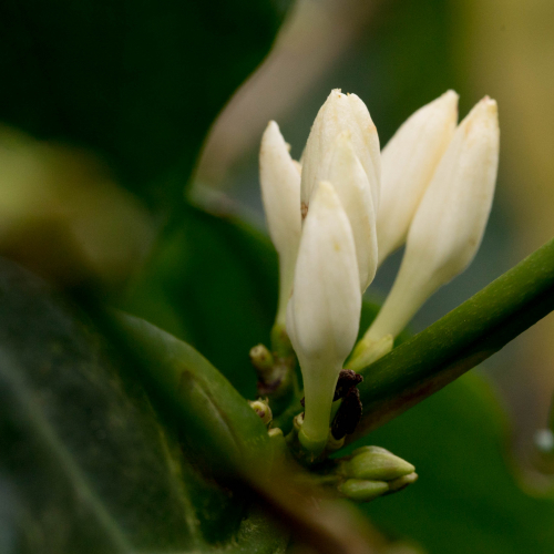 Flowering