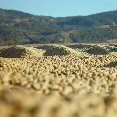 Drying coffee