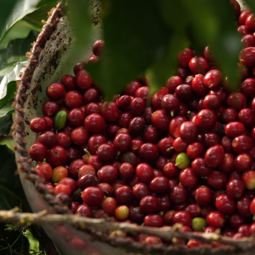 Basket of coffee cherries