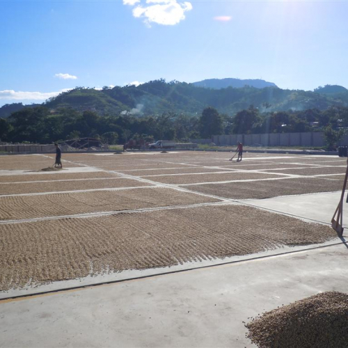 Drying coffee field