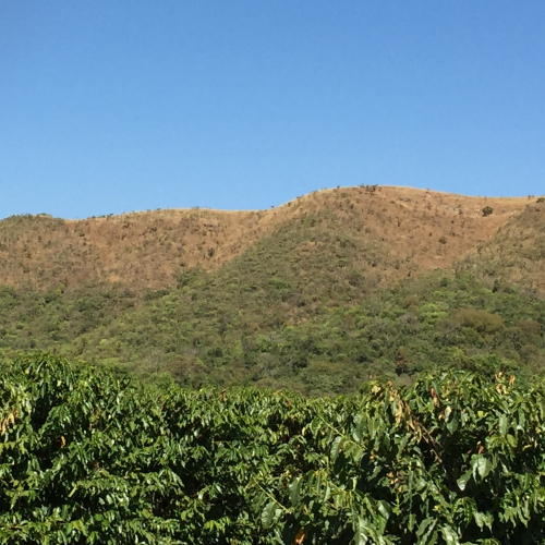 Coffee trees in the Mantiqueira region