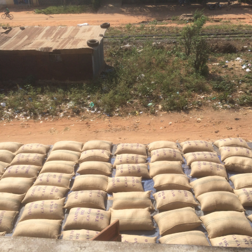 Bags of cocoa ready for transport