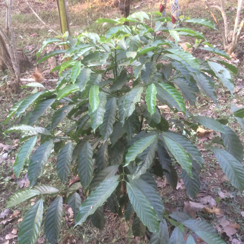 Coffee plant