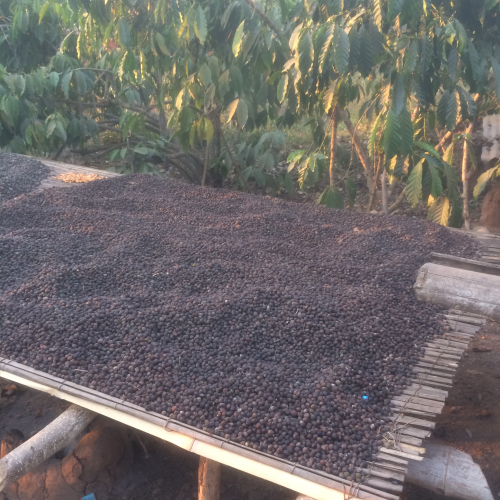 drying coffee