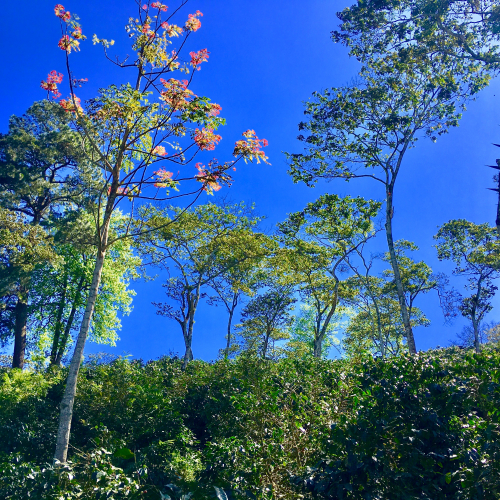 Coffee fields