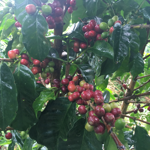 coffee cherries