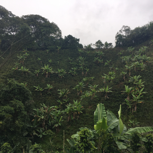 coffee fields