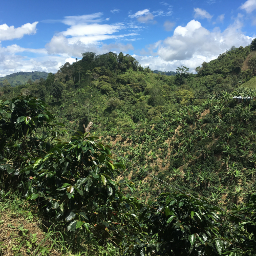 coffee fields