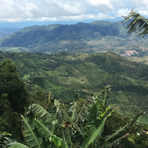 coffee fields