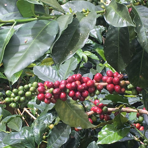 coffee cherries