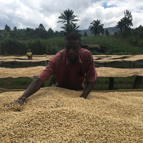 drying coffee