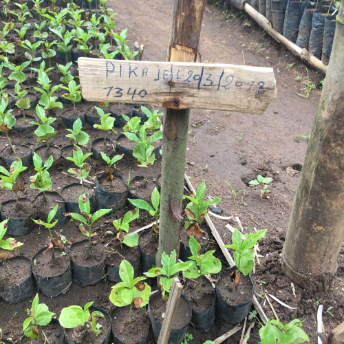 coffee nursery