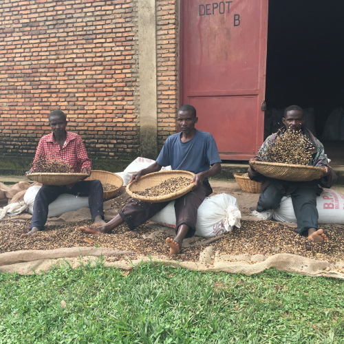 picking coffee