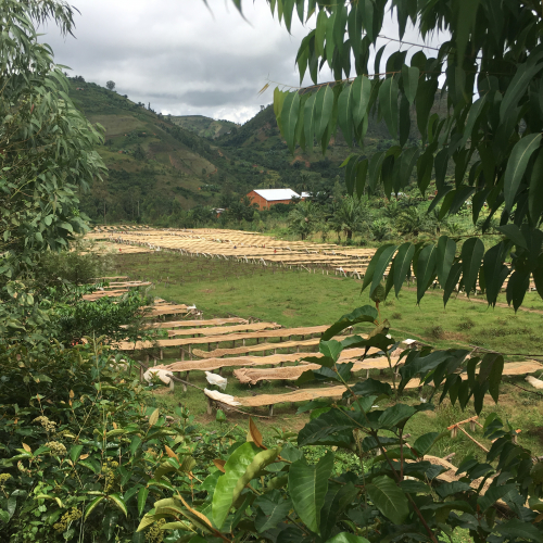 coffee landscape